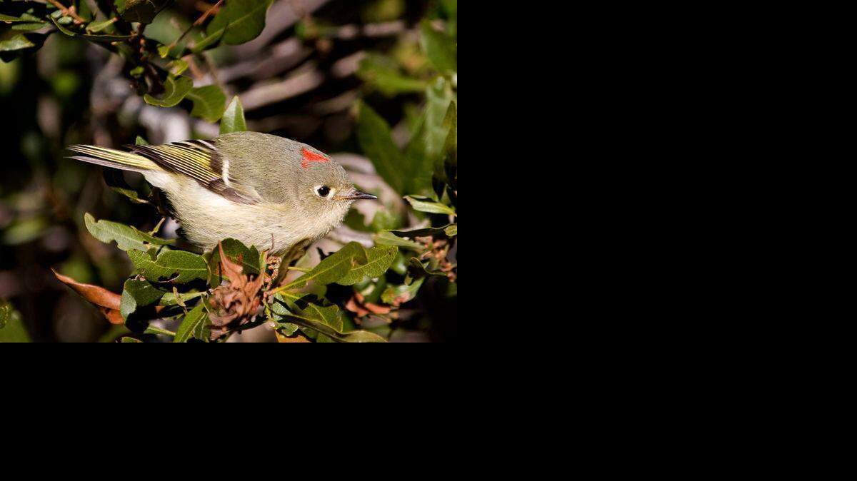 
The ruby-crowned kinglet is a tiny ball of energy.


