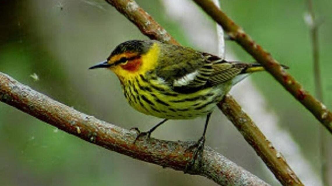Brightly plumaged migrants rest up at Latta Park in Dilworth