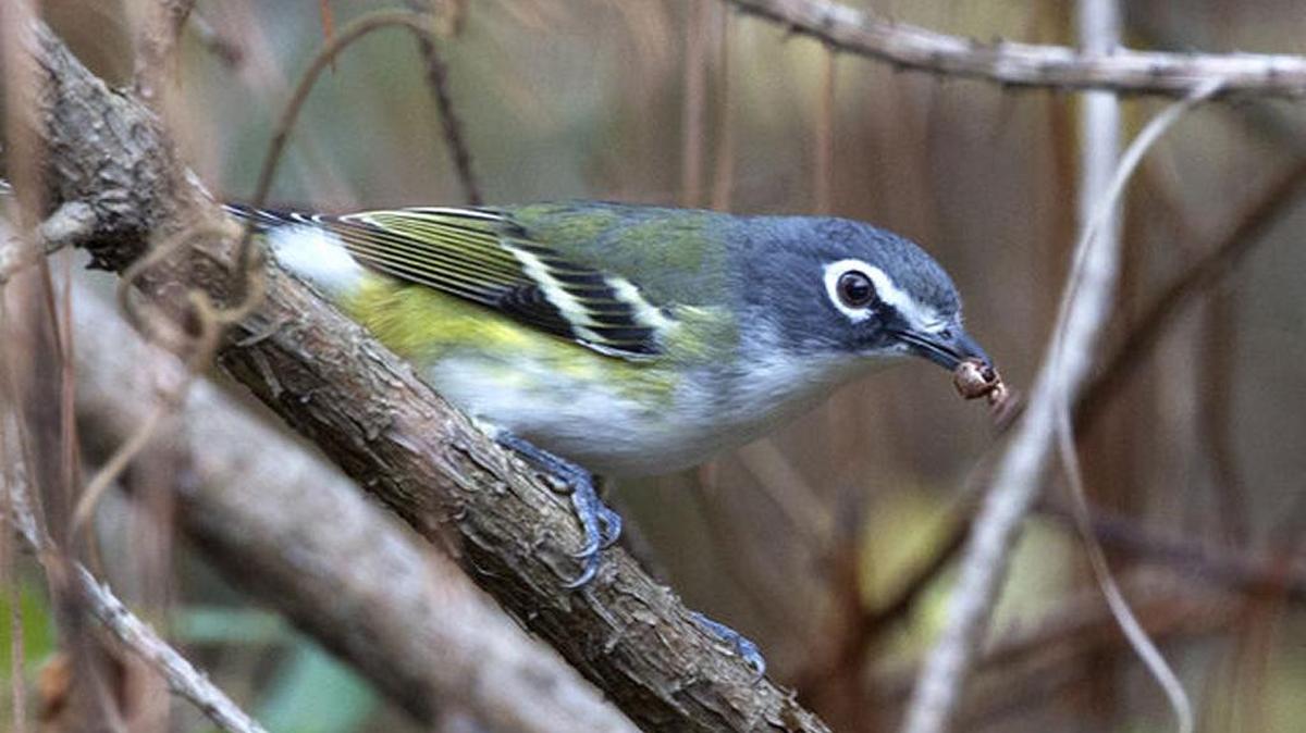 A blue-headed vireo.