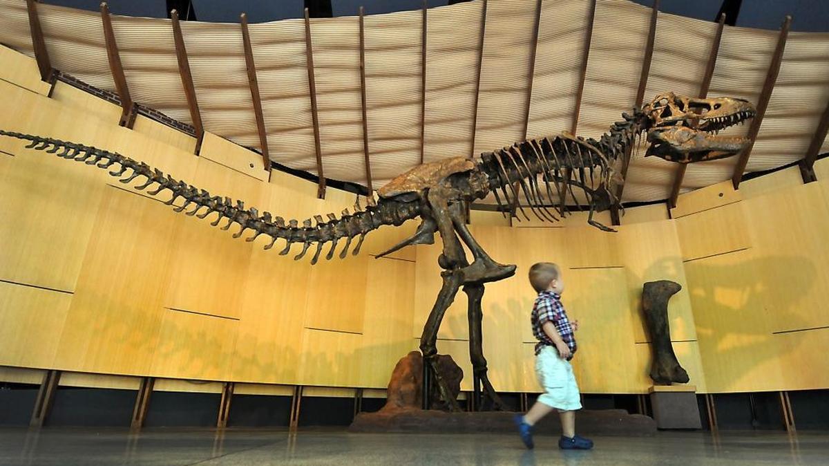 A few days before Halloween, people can go to the Schiele Museum of Natural History in Gastonia and experience a “Night at the Creepy Museum.”