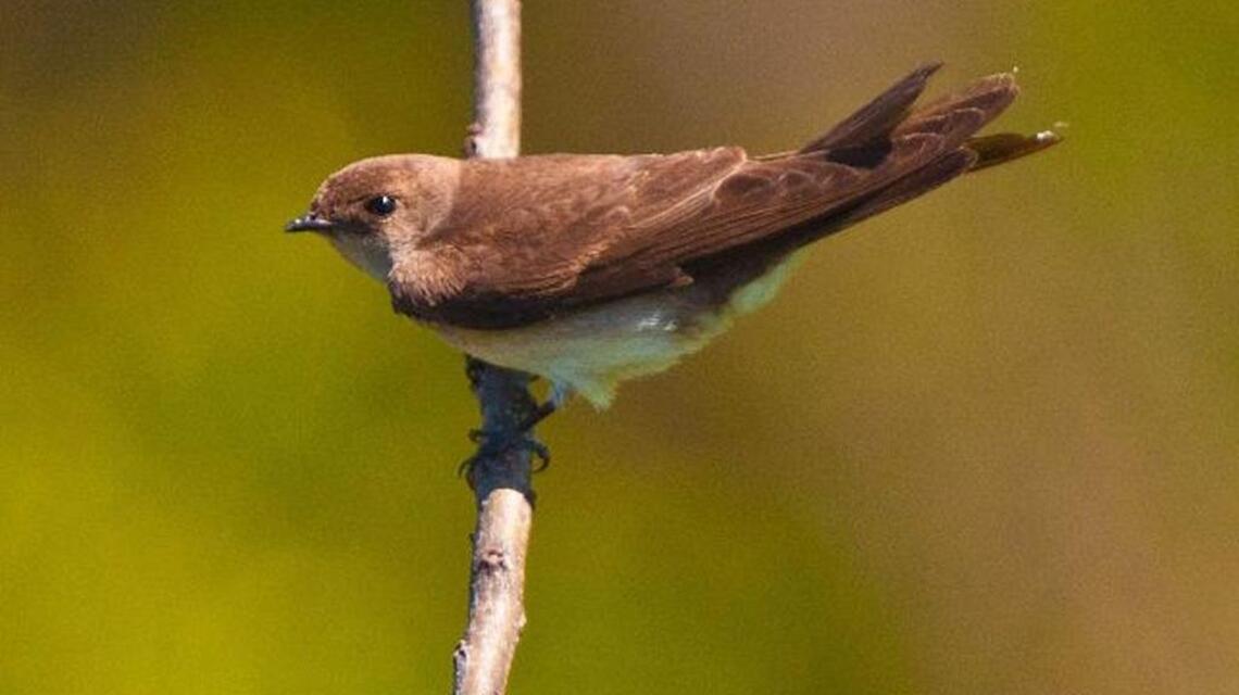 First swallow of the year and many other birds spotted at McAlpine Creek Park