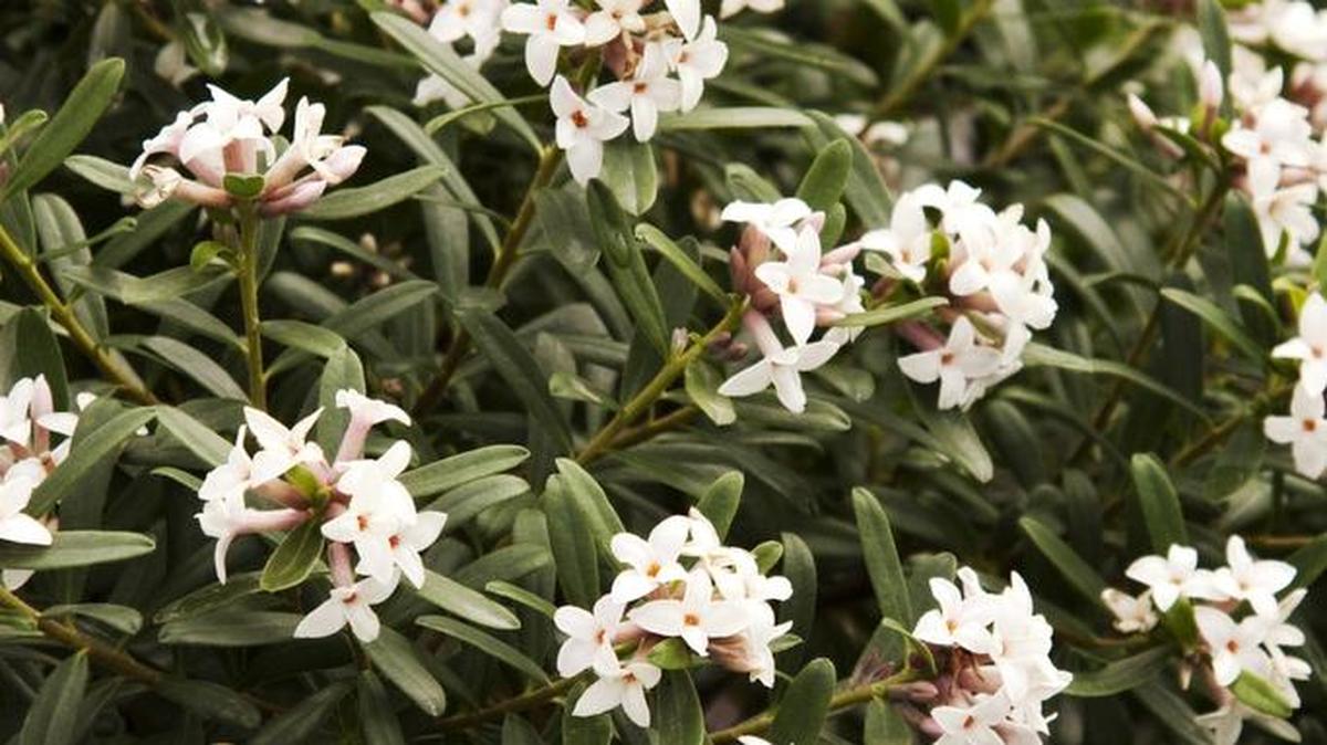 Winter daphne is one of the most fragrant shrubs for home landscapes.