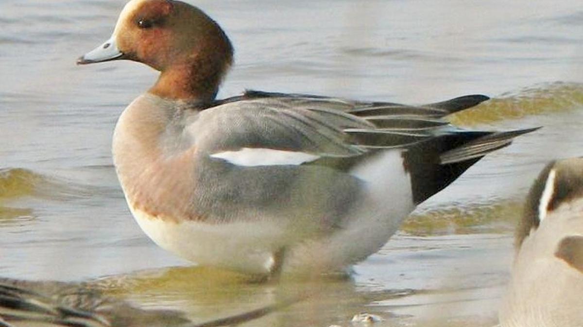 Eurasian Wigeon