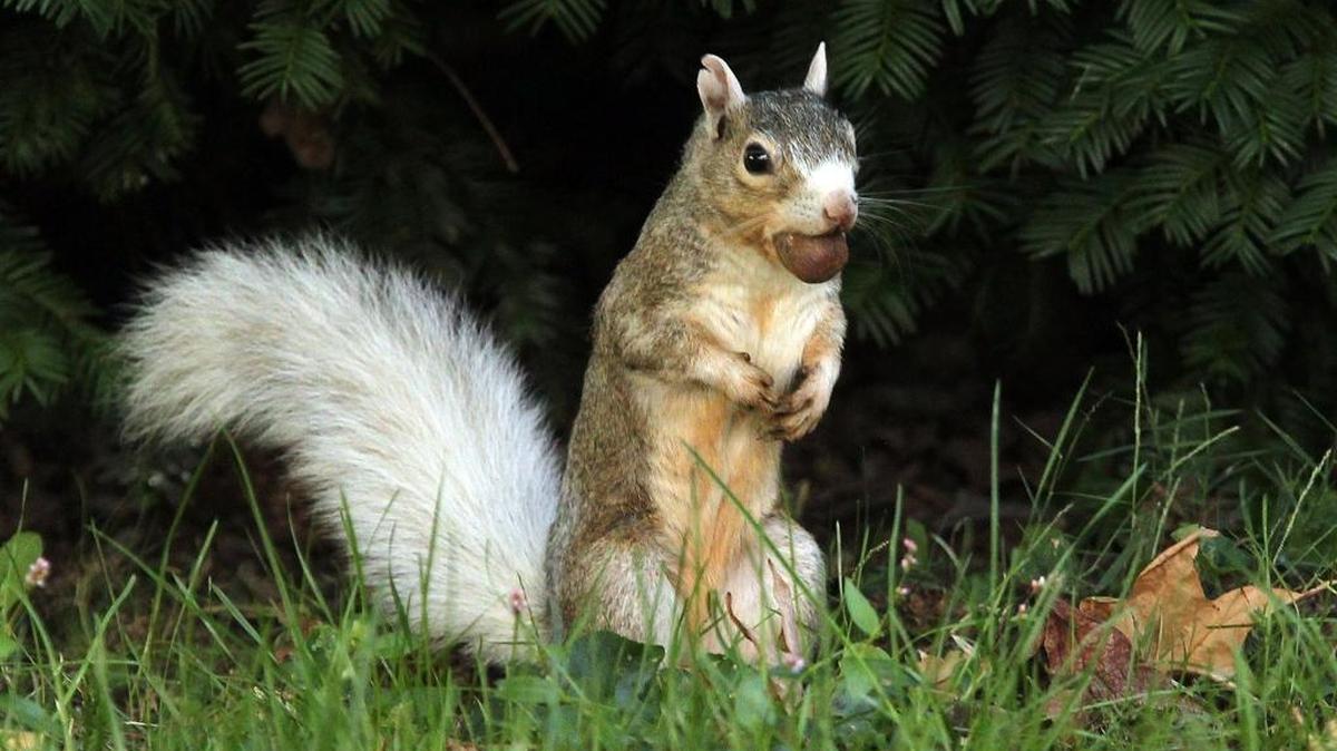 Since you're not going to defeat the squirrels completely, you'd better hang onto your sense of humor.