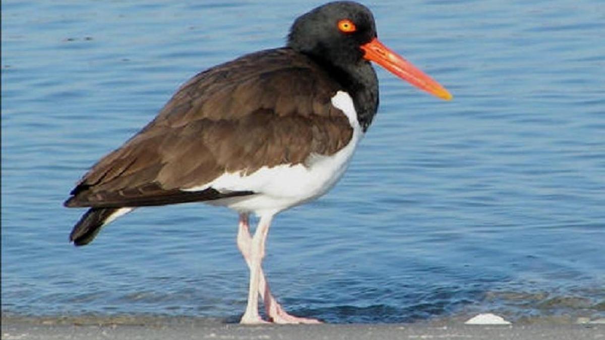 The photo this week is of an American oystercatcher by Jeff Lewis.