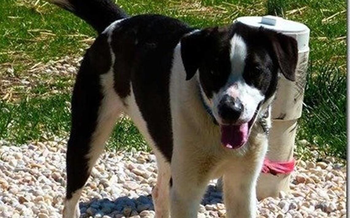 HOA members use fake documents to skirt pet rules