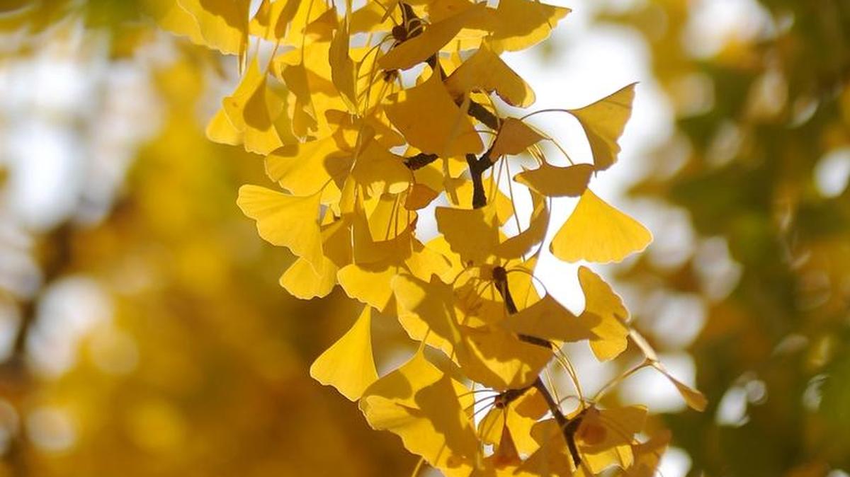 A branch of ginkgo shows its beautiful autumn color and distinctive fan-shaped leaves