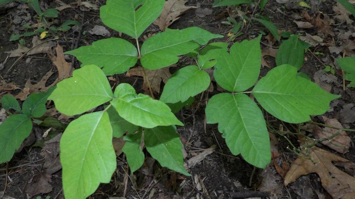 Poison ivy usually grows as a vine, but can also take on a bushy form. It can grow anywhere and its appearance changes throughout the year, and it looks like dozens of innocent plants, such as Virginia Creeper and blackberry. The middle leaf typically has a longer leaf stalk than the two side leaves. Poison ivy can also make very large, hairy vines that run up the sides of trees. These don’t always have leaves, but are filled with urushiol. When in doubt, approach any big vines with great caution.