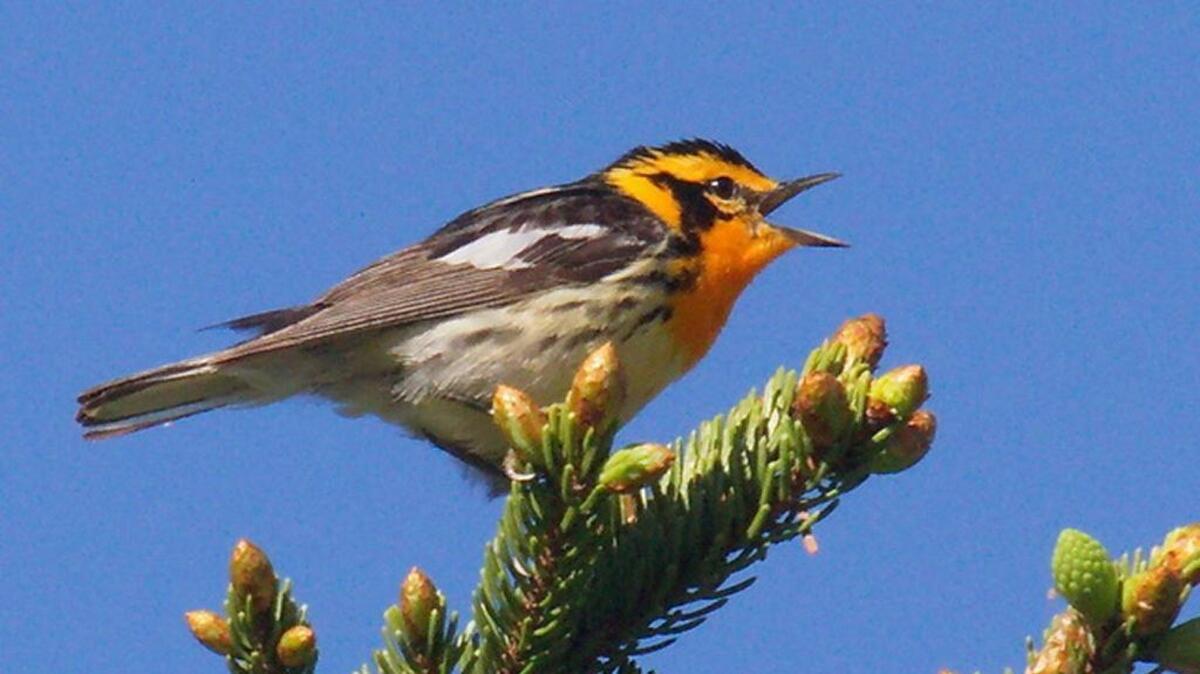 Blackburnian warbler; the fire throat; the one warbler that even non-birders thumbing through a field guide will pause upon seeing its picture; the one warbler that everyone makes a special request for trip leaders to produce. A bird that you must see in person to fully appreciate.
