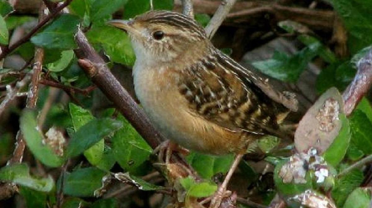 Another break in the rain an hour or so later produced our best bird of the day; a sedge wren off Rea Road. We would never have found that tiny bird in even a moderate rain. Thanks to the rain respite we also checked off cedar waxwing, fish crow, and white-eyed vireo.