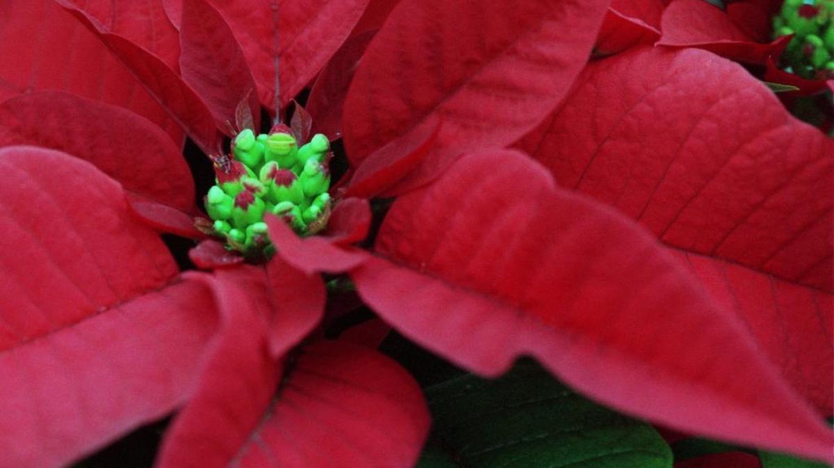 The poinsettia is named after Joel Roberts Poinsett, a physician, amateur botanist and the first US Minister to Mexico. Known as “flor de nochebuena” (flower of Christmas Eve) in Mexico, the poinsettia was given its United States name after Poinsett ran across this beautiful plant during one of his Mexican visits and sent it home to Charleston, South Carolina.