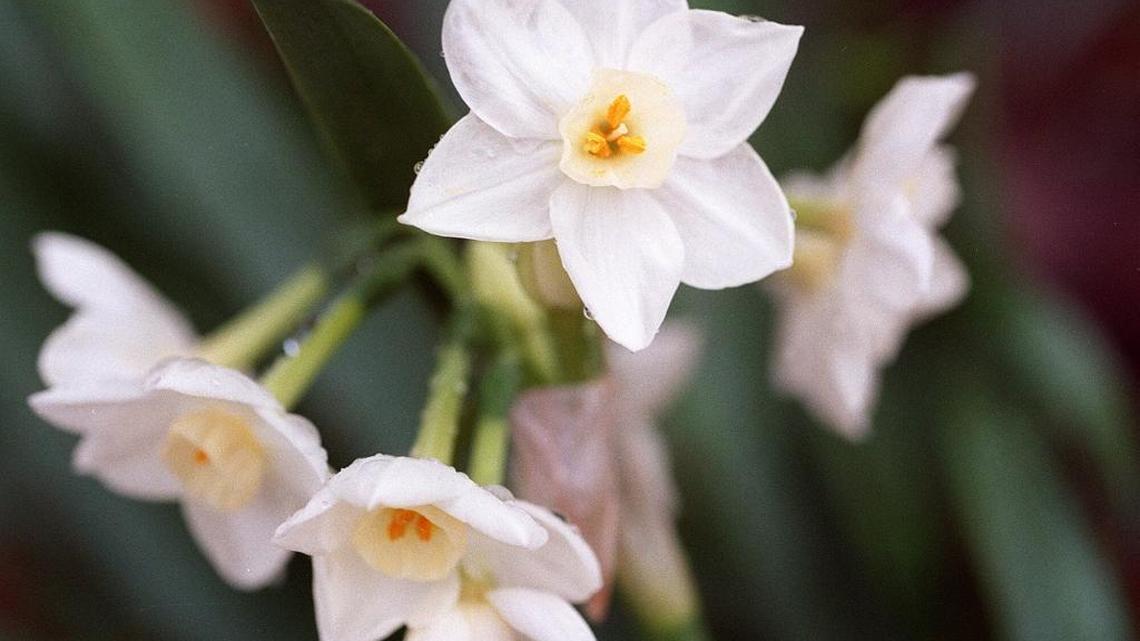 Paper-white narcissus in bloom.