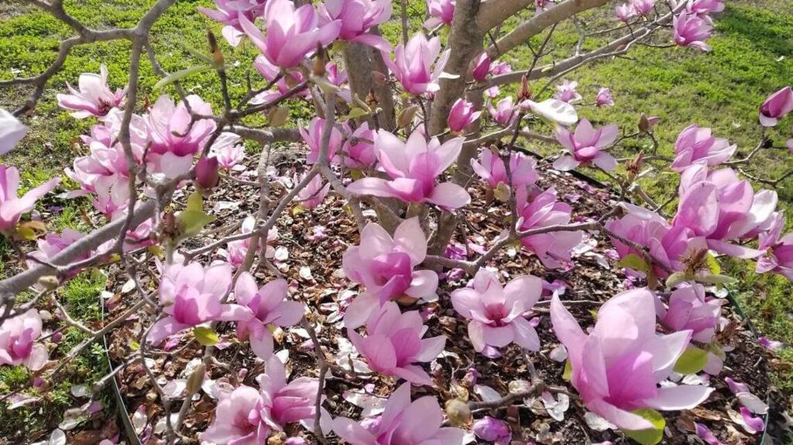Saucer magnolia an early, beautiful bloomer
