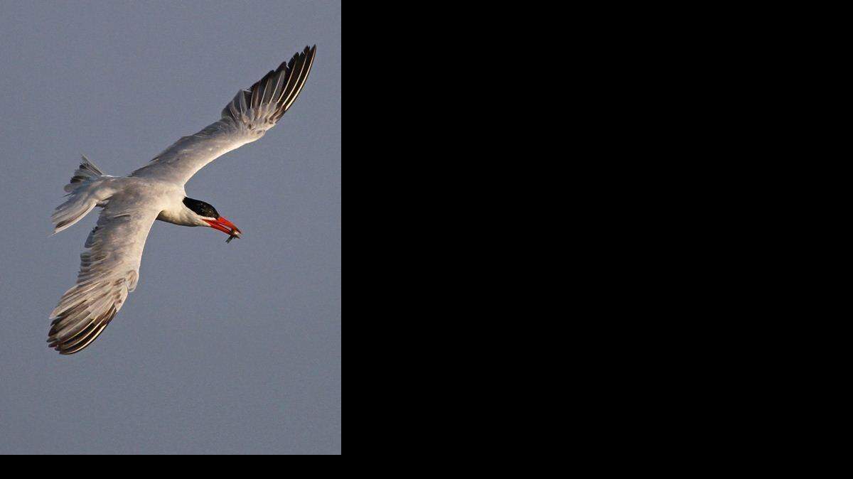 
Caspian terns regularly visit larger reservoirs in spring and fall.
