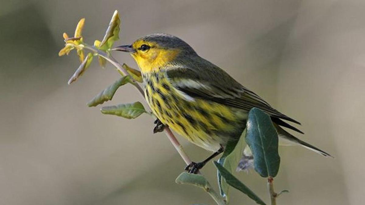 The photo this week is of a Cape May warbler by Jeff Lewis