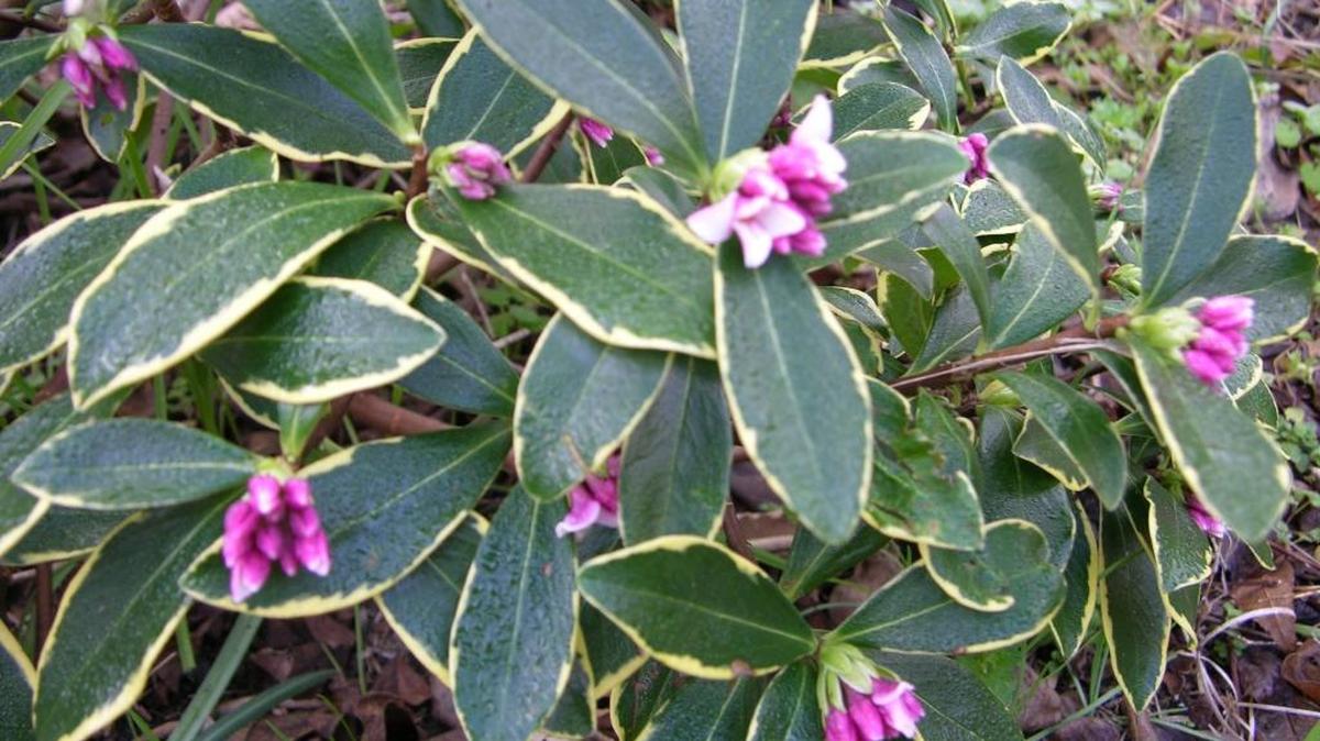 Winter daphne is a small evergreen shrub that will bring scent and color to the landscape in late winter.