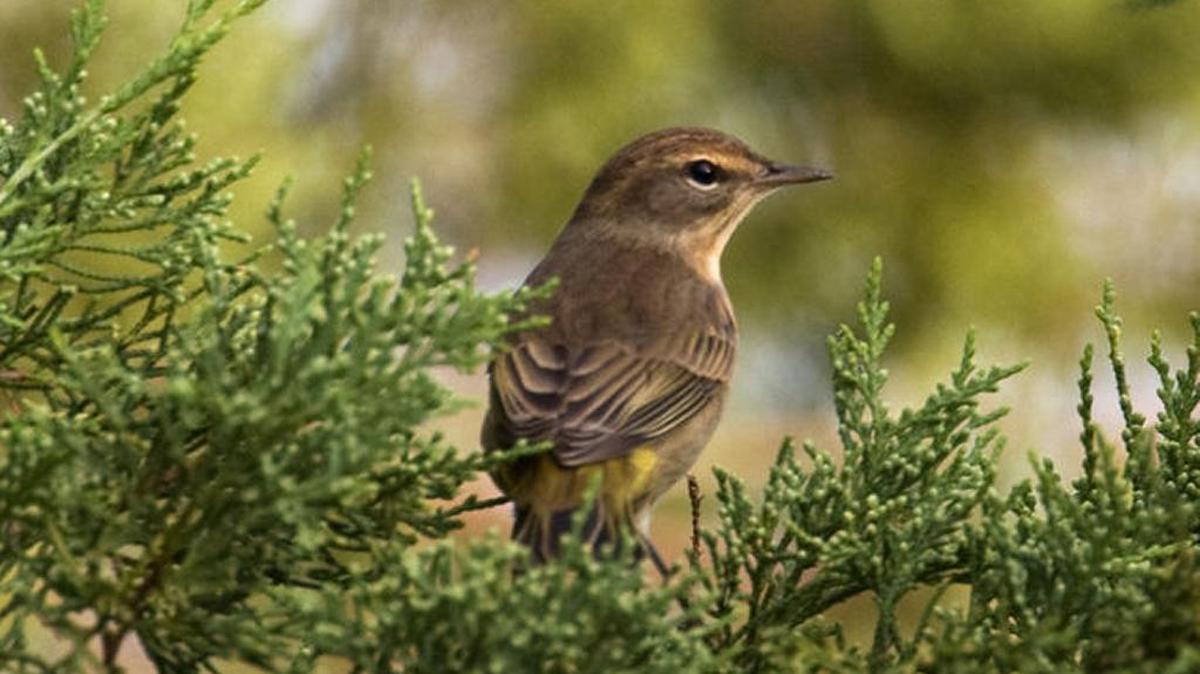 The open short-grass fields attract palm warblers.