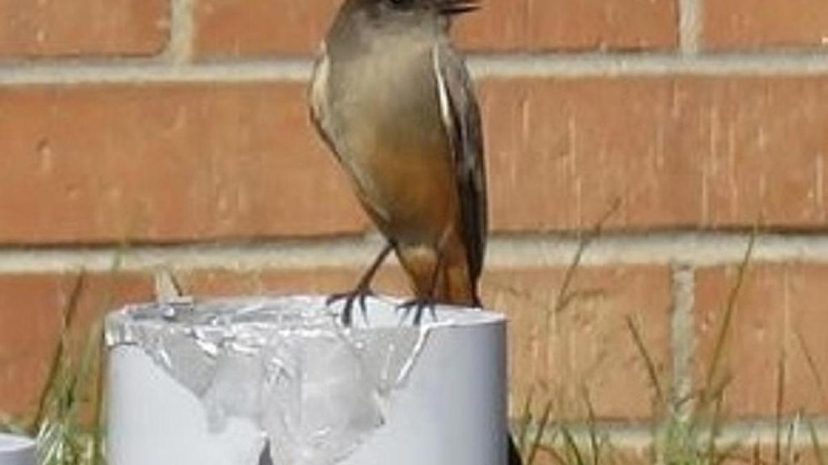 Say’s phoebe