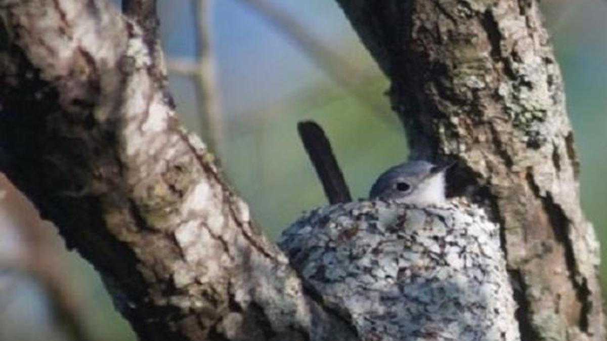 
Nests by the blue-gray gnatcatcher and other small birds are intricate and amazing.


