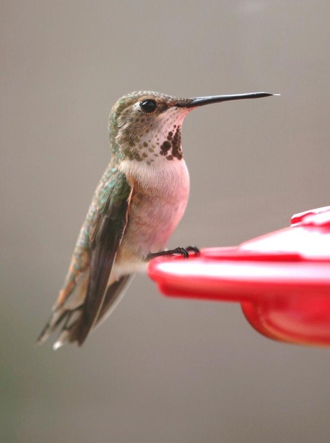 The Rufous hummingbird is the next most common hummingbird in North Carolina, after the Ruby-throated hummingbird.