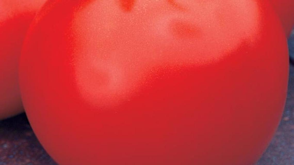 It’s tomato time for gardeners