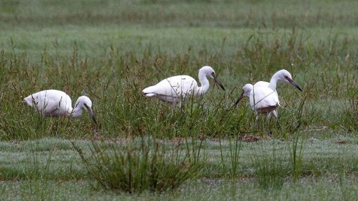 You’ll have no regrets in search for egrets – and herons, too