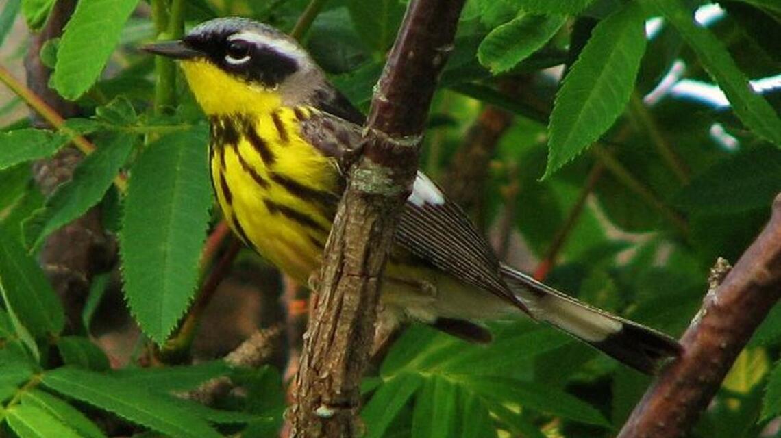 Goal for a Big Day: Count as many bird species as you can find