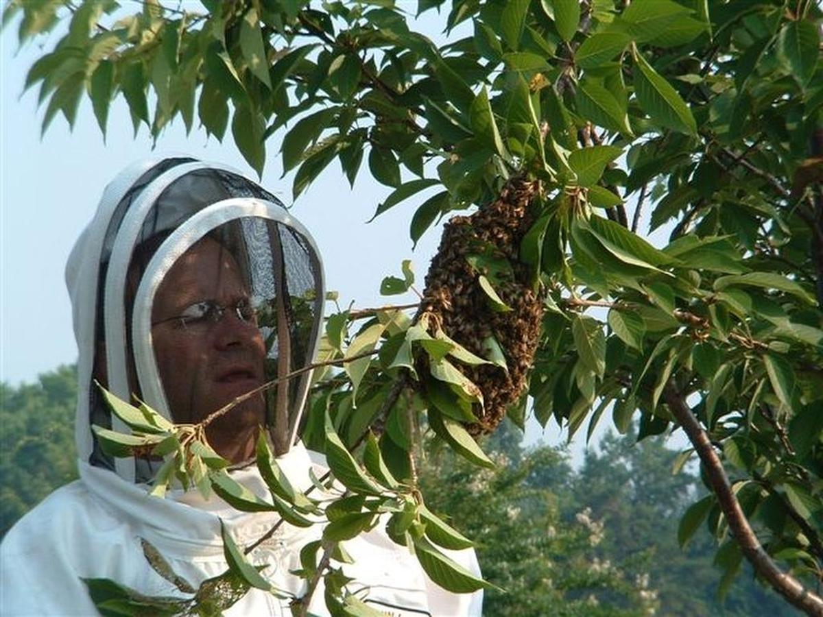 A beekeeper prepares to remove a honeybee swarm that has landed in a tree.