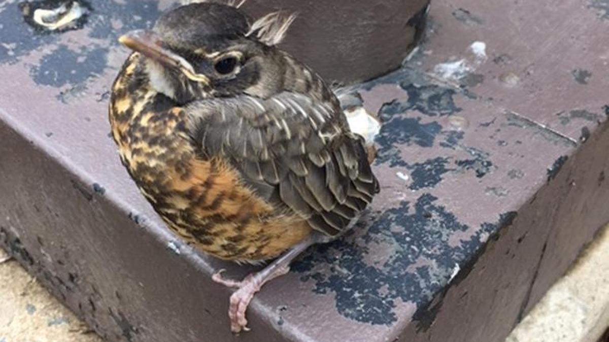 American robin fledgling.