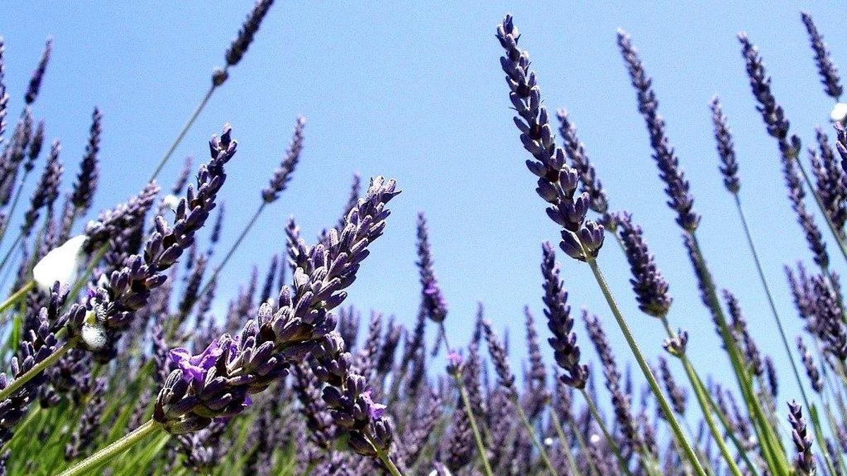 
Fall Plant Sale at UNCC Botanical Garden: Oct 17, 9 a.m. - 3 p.m. McMillan Greenhouse, 9090 Craver Road. Find a wide selection of unique, hardy shrubs, perennials, wildflowers, ferns, cool weather annuals, and outstanding native plants at the fall sale. Parking available near the greenhouse, attendants on hand to direct you. gardens.uncc.edu

