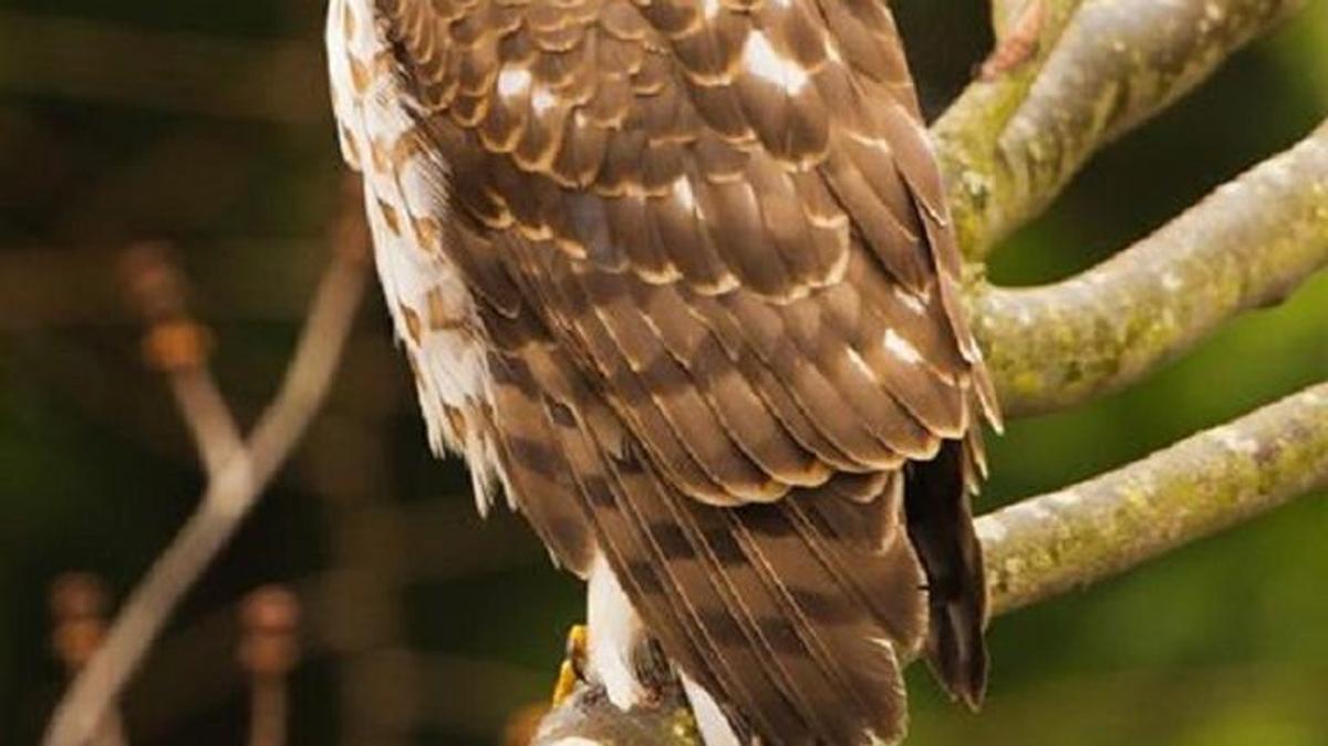 The photo this week is of an immature Cooper’s hawk by Phil Fowler.