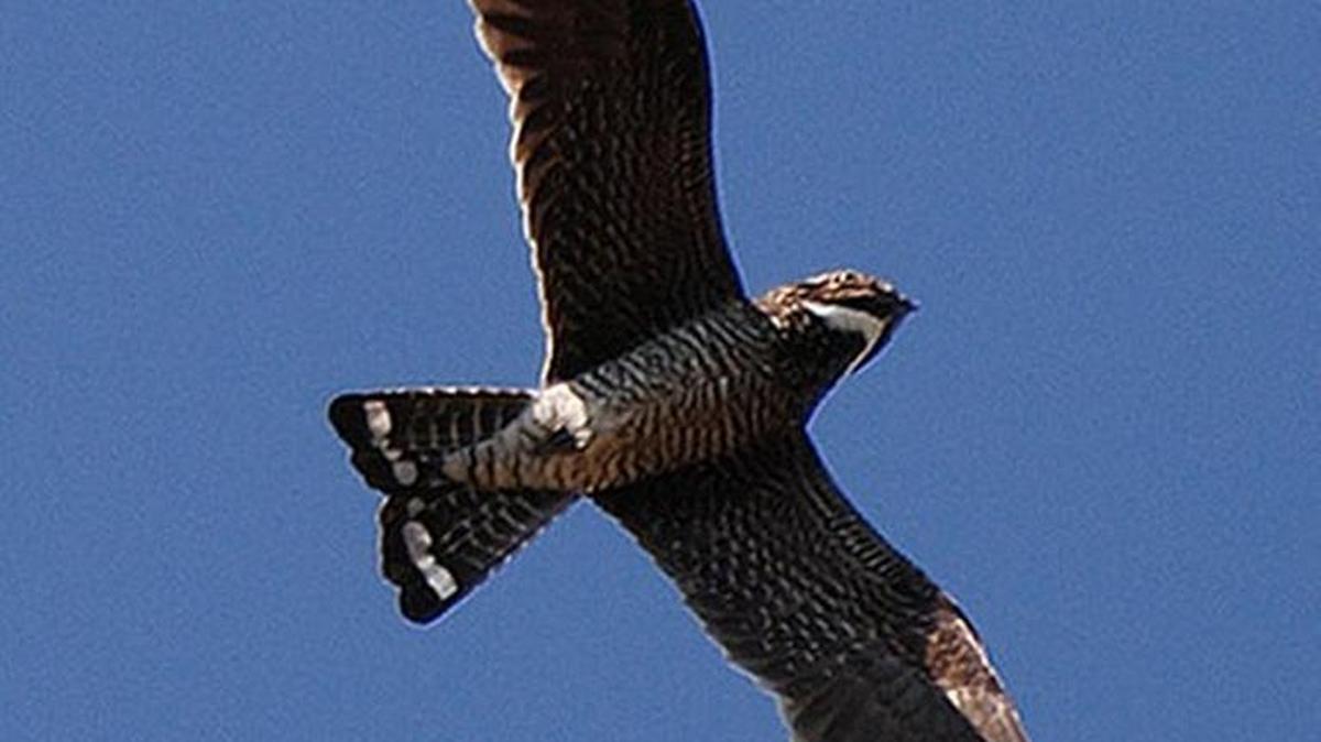 The common nighthawk can be seen on its migration in late August, early September evenings.