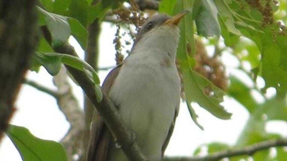 Yellow-billed cuckoos, commonly called rain crows, have a unique sound