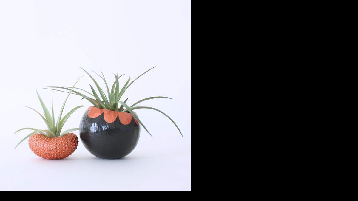 
A pair of urchin shell planters with air plants.
