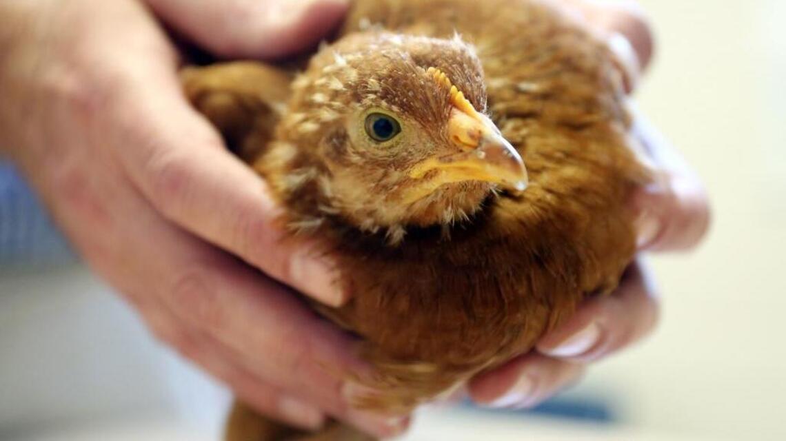 Protect your flock