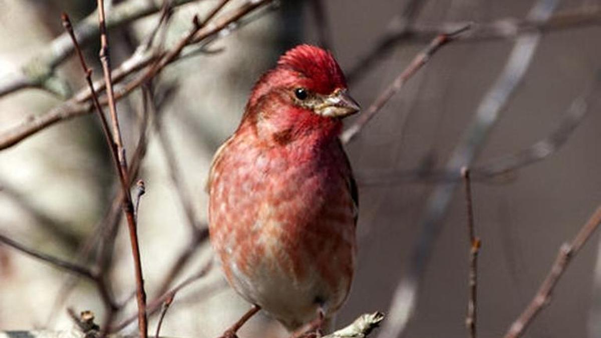 
 A male purple finch by John Ennis
