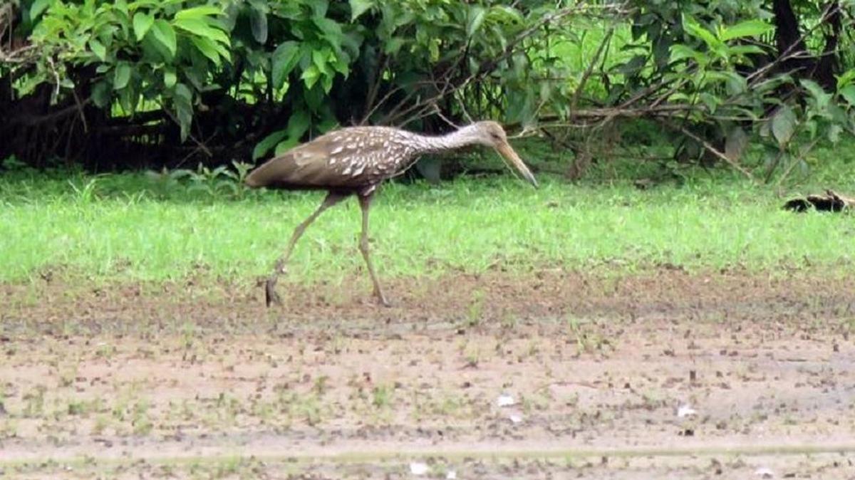 
Birders from all over the state are enjoying a quite different visitor from the Sunshine State in the upper reaches of Lake Norman: a limpkin.
