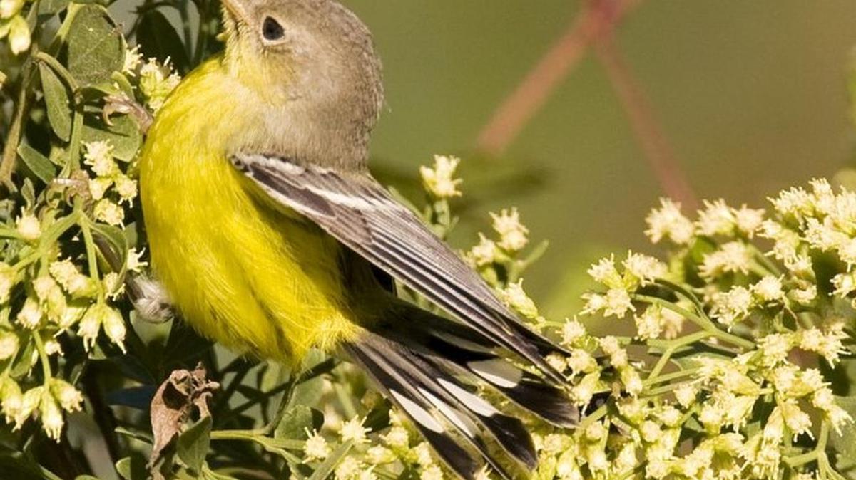 
Magnolia warbler 
