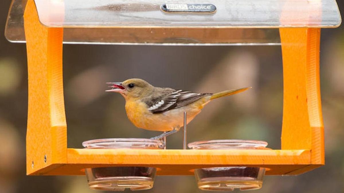 Baltimore oriole