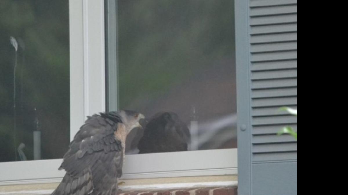 
This Cooper’s hawk is exhibiting territorial behavior at its reflection, thinking it is another hawk that is intruding into its nesting area.
