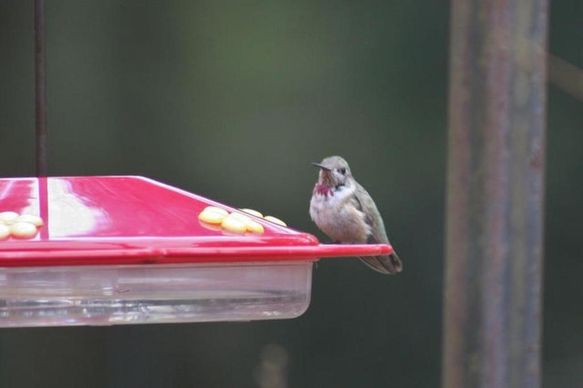 A calliope hummingbird sits at a feeder with a bowl design and yellow decorations.