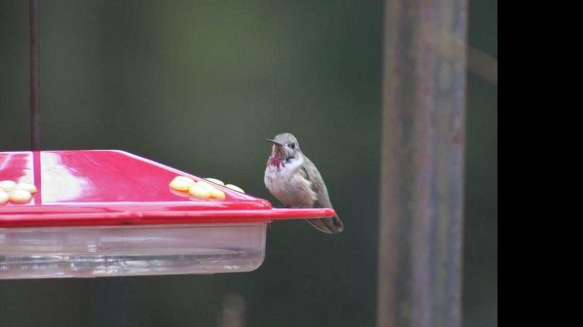 
A calliope hummingbird sits at a feeder with a bowl design and yellow decorations.

