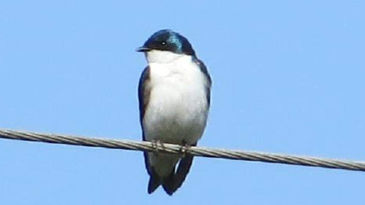 
Tree swallows have returned to the area as spring approaches.

