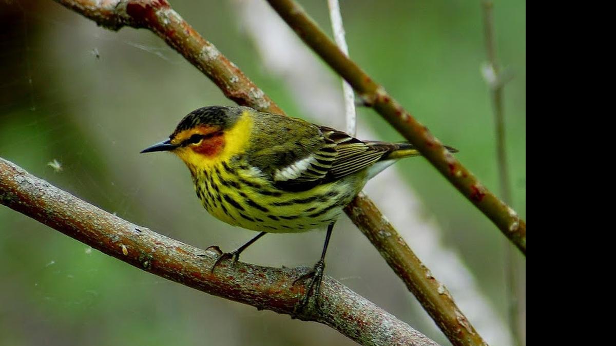
Cape May warblers sing thin, high-pitched notes.
