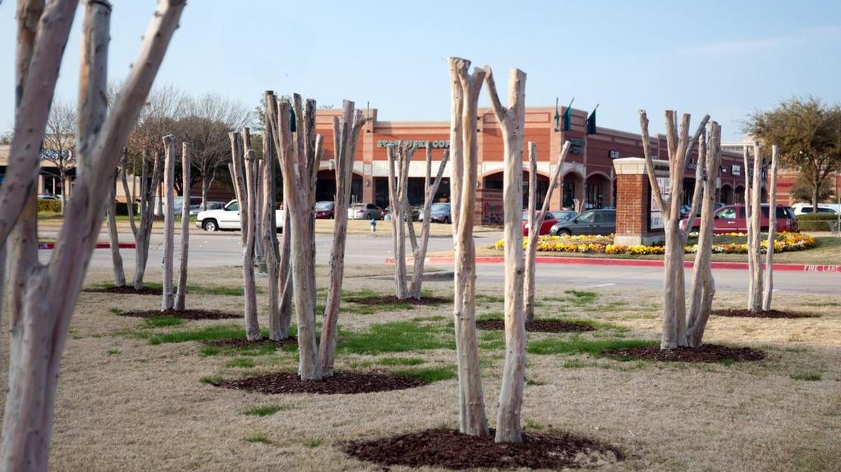 
Crape myrtle topping--also known as ‘crape murder’– ruins natural growth form and delays blooming. There is no reason to do it.
