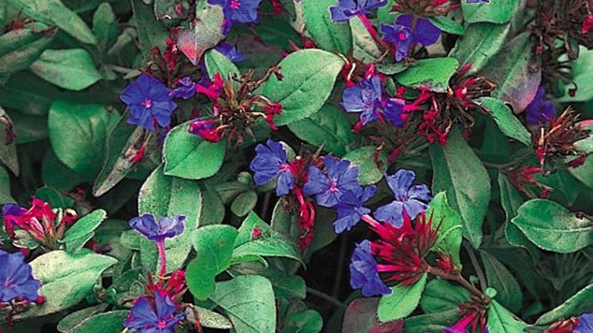 Leadwort produces lovely blue flowers in late summer and makes a good companion for yellow flowers such as goldenrod that bloom at the same time