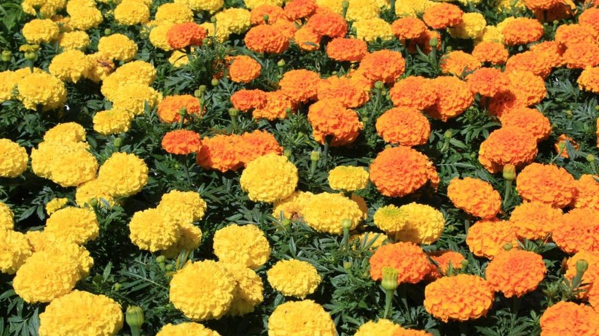 Marigolds are a popular plant for summer bedding that are aided in both productivity and appearance by removal of spent flowers.