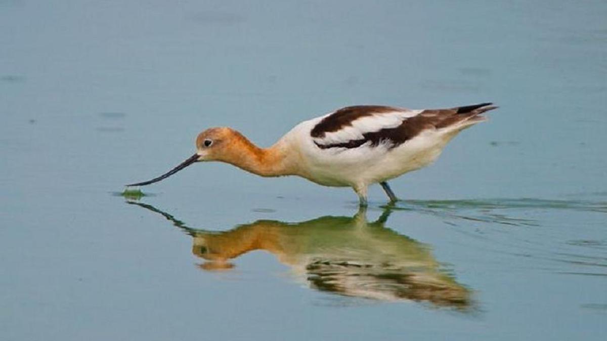 
American avocets are among the most spectacular and elegant shorebirds in North America. They are large and strikingly colored with a cinnamon-colored head and neck, black and white wing stripes, and blue legs. 
