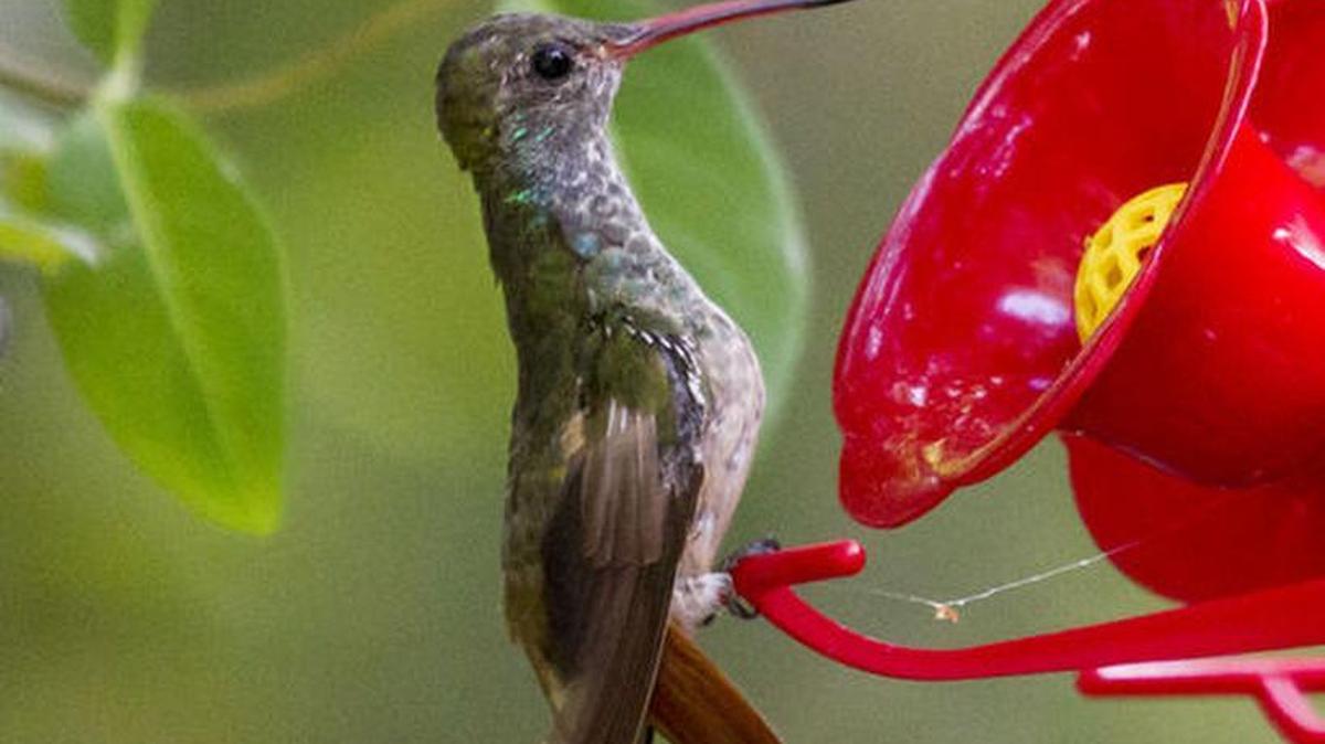 
Buff-Bellied humming bird
