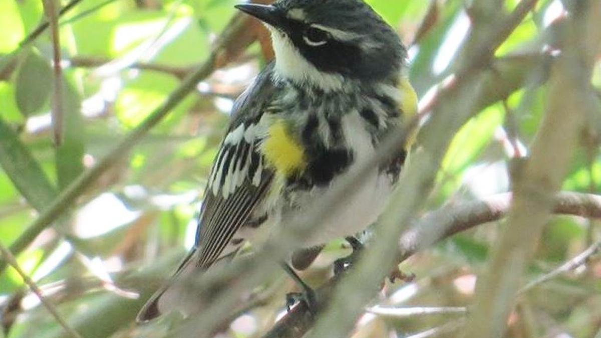 Yellow-rumped warbler